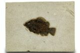 Detailed Fossil Fish (Cockerellites) - Wyoming #327961-1